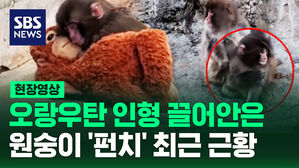 [현장영상] "내 모습이 보여" 인형 끌어안는 원숭이 보고 '울컥' 최근 근황 보니