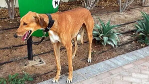 두바이 곳곳 버려진 채 '덩그러니'&hellip;구조 요청 급증