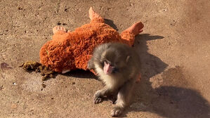 수천 명씩 찾아와 "힘내"&hellip;전 세계서 응원 물결