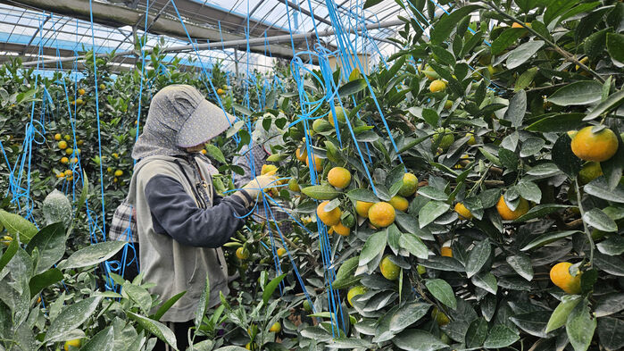 "이러다 3천만 원 찍겠다"&hellip;끝 모르고 올라 '곡소리'