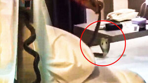 "자는데 목 위로&hellip;1.5m 길이" 유명 관광지 호텔서 혼비백산 