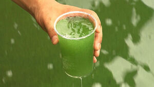 비 오면 퍼지는 '녹조 주범'&hellip;"잘 덮기만 해도 막는다"