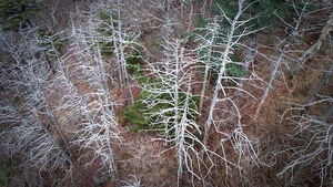 껍질 까지고 하얗게 말라죽었다&hellip;지리산 떼죽음 '비상'