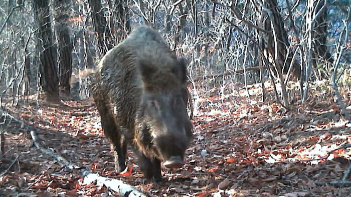 Wild Boar Spotted Again Near Barefoot Trail at Apsan, Daegu, Two Weeks After Last Sighting