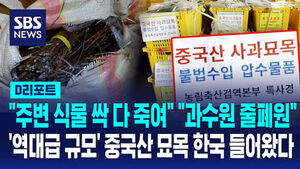 [D리포트] 중국산 사과 묘목 밀수 일당 16명 적발&hellip;63만 주 압수