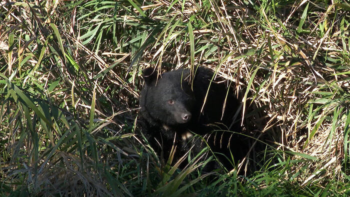 Bear Attacks in Japan Threaten Daily Life: From Morning Walks to Backyard Restrooms