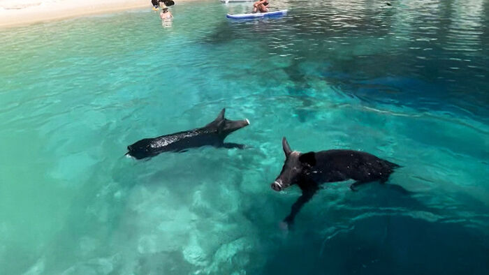 Swimming and Rolling Around: A 'Paradise on Earth' for Wild Pigs