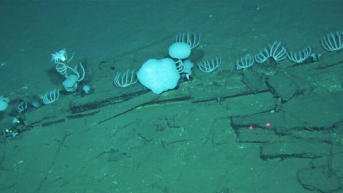 5.3-Million-Year-Old 'Whale Necropolis' Discovered 7,000 Meters Deep in Indian Ocean