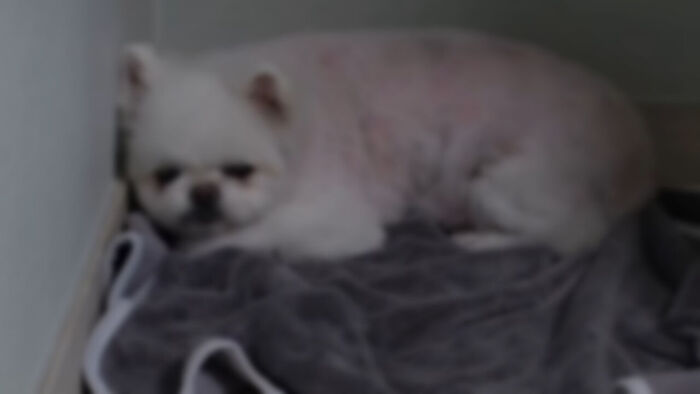 Abused Animals Returned to Owners: How to Break the Vicious Cycle of Abuse
