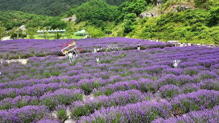 "Enjoying the Purple Scent"... Former Quarry Transformed into Lavender Fields