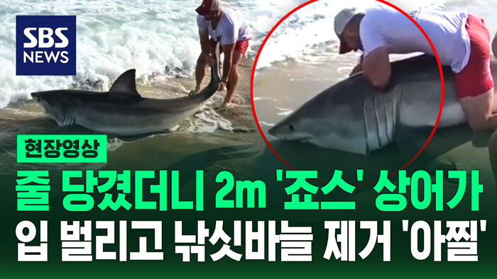 Video: American Fisherman Swiftly Releases 'Giant' Great White Shark Caught on Line