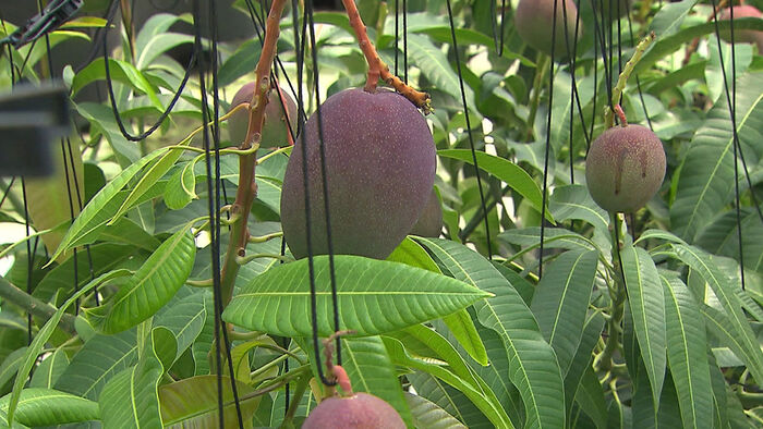 Apple Mangoes Grown in Gyeonggi-do? "Entire Nation to Become Subtropical Soon"