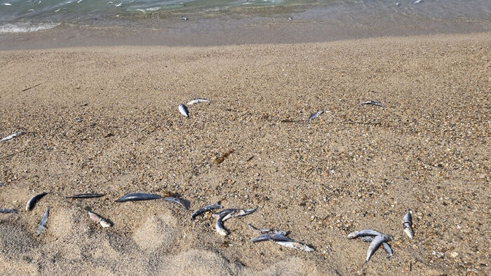 Hundreds of Dead Mackerel Wash Up on East Coast: Linked to Surge in Bluefin Tuna?