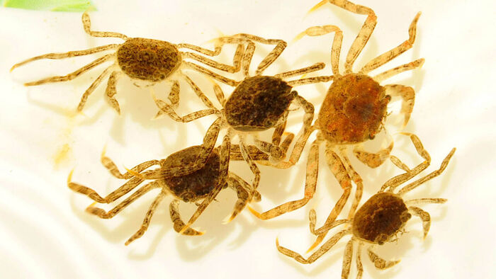 50,000 Juvenile Japanese Mitten Crabs Released into Nakdong River Estuary Ecosystem