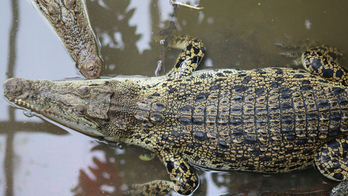 3-Year-Old Boy Seriously Injured in Crocodile Attack at UK Zoo; 30-Year-Old Arrested for Attempted Murder