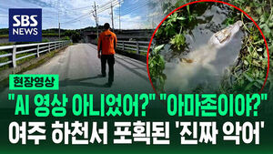 [현장영상] "AI 영상 아니었어?"&hellip;여주 하천서 발견된 '진짜 악어'