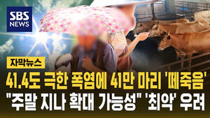 [자막뉴스] 41.4도 극한 폭염에 41만 마리 '떼죽음'&hellip;"주말 지나 확대 가능성" '최악' 우려