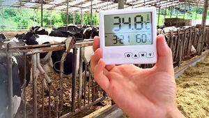 이미 36만 마리 폐사&hellip;온종일 더위와 '사투'