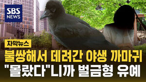 [자막뉴스] 까마귀 잡아다 키운 여성 "이것도 법 위반"