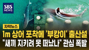 포착포착