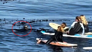 Surfers Fluster as Unexpected Visitor Circles Their Boards