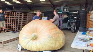As Heavy as a Hippo... A Giant Pumpkin That Defies Perspective