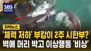 [자막뉴스] '체력 저하' 부캉이 2주 시한부?&hellip;벽에 머리 박고 이상행동 '비상'