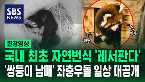 [현장영상] 국내 최초 자연번식 레서판다&hellip;'쌍둥이 남매' 좌충우돌 일상 대공개