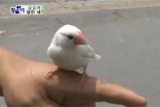 1,015회 (월) 요요가 달린 새?/운전기사님들이 뽑은 BEST 맛집!/별 걸 다하는 수영장/개그맨 안상태의 萬보걷기/돈 워리 비(雨) 해피 썸네일
