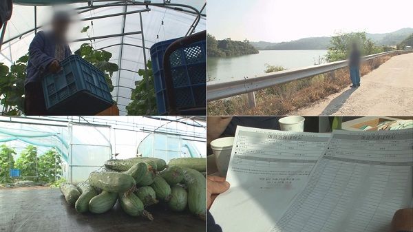 기사 대표 이미지:“17년 만에 탈출”… 궁금한이야기Y, 오이농장 노예 추적