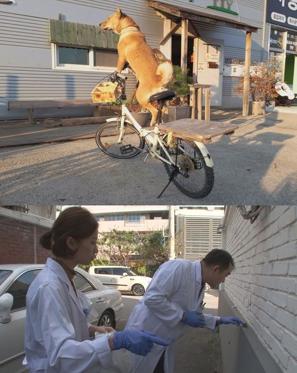 기사 대표 이미지:세상에 이런 일이, 주택가 뒤집어 놓은 의문의 변 투척 사건 전말 추적