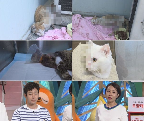 기사 대표 이미지:TV 동물농장, 경악스럽고 잔인한 길고양이 학대 사건 범인 밝힌다