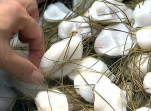 남양주서 50대女 송편 먹다 황천길 갈 뻔&hellip;