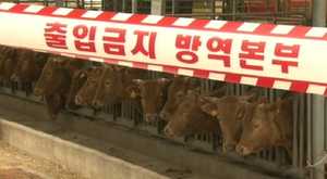 구제역 전국 확산 "미발생 지역도 백신접종 검토"