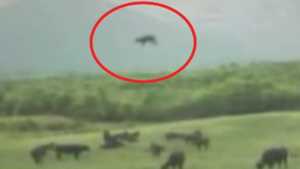 [영상] 풀 뜯던 소가 공중부양! 혹시 UFO가 납치?