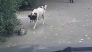 [영상] 심심한 개에게 딱! 걸린 고양이