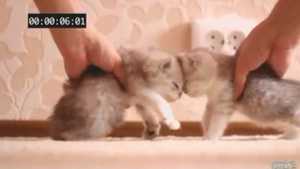 [영상] 고양이 충돌 실험? '동물 학대' 논란