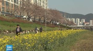 [부산] 부산&middot;경남 개화 시기 평년보다 2&sim;3일 늦어