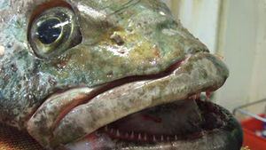 [단독] 2000만 원 넘는 '이빨고기' 확보전 불꽃