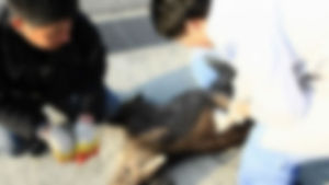 울진에서 1년생 새끼 산양 2마리 폐사