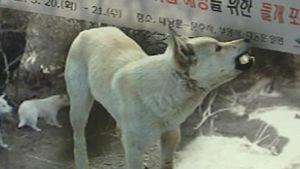 '유기견의 역습' 북한산 점령한 야생 들개