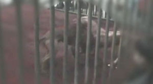 남녀 40명 "와!"&hellip;빈 공장서 '광란의 투견판'