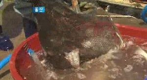 [울산] 제철 만난 '가자미'&hellip;정자항에 활기