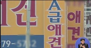애완견 판매상들, 소비자 피해 '나 몰라라'