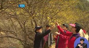 [대구] 산수유 꽃망울 터트려&hellip;축제 발길