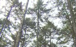 산림과학원, 나무로 이온전지 분리막 기술 개발