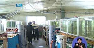 [제주] 제주 해수관상어 첫 일본 수출길