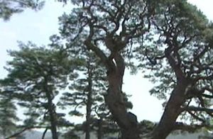 속리산국립공원서 소나무 몰래 캐 운반하려다 '덜미'
