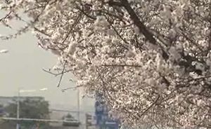 서울 곳곳 봄꽃축제&hellip;주말 나들이 인파 몰려