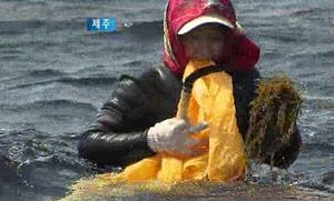 [제주] 형제섬 톳 채취 시작에 바빠진 아낙들